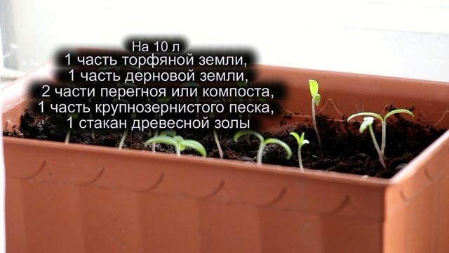 УДОБРЕНИЯ ДЛЯ РАССАДЫ, когда и чем подкармливать рассаду смотреть онлайн
