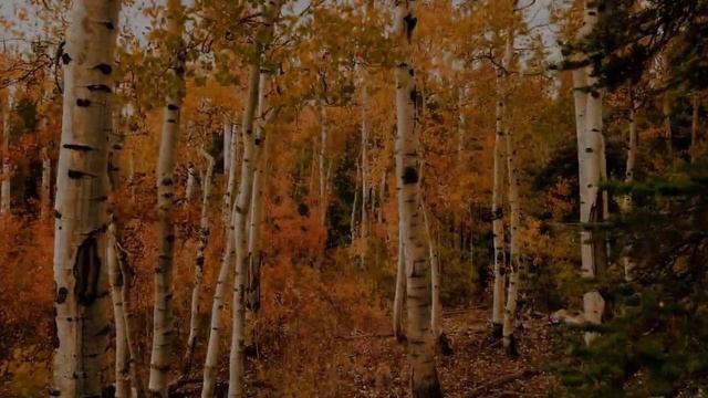 Прекрасная исцеляющая музыка для души смотреть онлайн