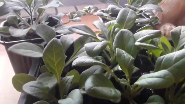 Рост петунии за 20 дней без подсветки