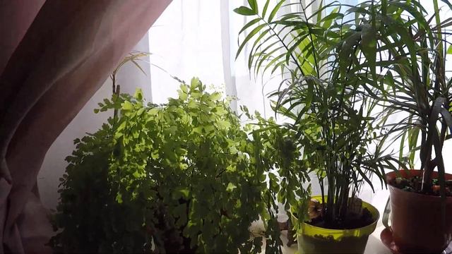 Домашние цветы на подоконнике