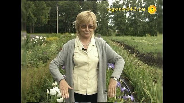 Объяснение: почему пропадают флоксы, примулы и астильбы смотреть онлайн