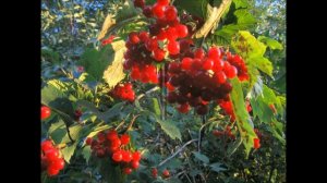 КАЛИНКА - РЯБИНКА ...