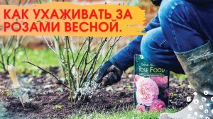 Как ухаживать за розами весной.?