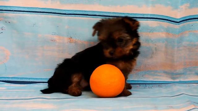 Питомник йоркширских терьеров / Самый миленький щенок йорка смотреть онлайн