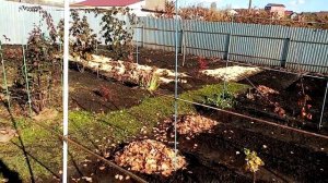 Малина "МЕДВЕЖОНОК". Купила Саженец. Посадка.  15.10.2021г.