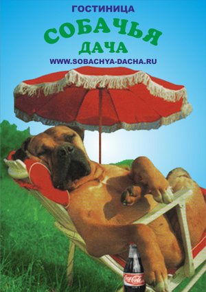 сиба ину на дистанте.avi