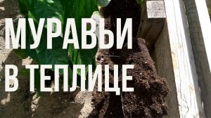 Муравьёв в теплице и в парнике больше нет!