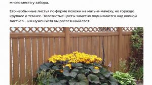 В тени забора 3 эффектных многолетника для тенистых мест
