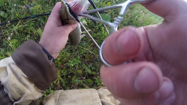 Рыбалка на живца. Испытание электронного живца. смотреть онлайн