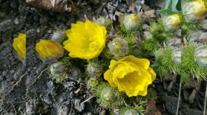 МОЯ КЛУМБА С ПЕРВОЦВЕТАМИ (15.03.2020)