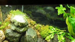 Rain system in my terrarium/ работа дождевальной установки в террариуме