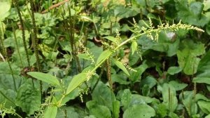 Лебеда раскидистая