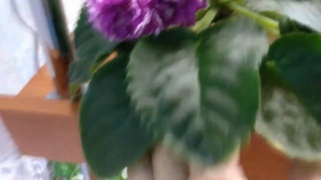 ФИАЛКИ./ Обзор моих стеллажей. смотреть онлайн