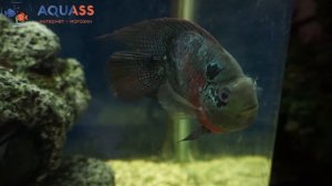 ?Aquass - Цихлазома Фловер Хорн короткотелый
