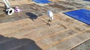 ЕГИПЕТ Хургада АКВАПАРК в отеле АЛЬБАТРОС АКВАПАРК ALBATROS AQUAPARK