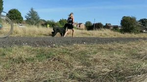 РИЗЕНШНАУЦЕР ВСЕ О ПОРОДЕ. ИНТЕРЕСНЫЕ ФАКТЫ