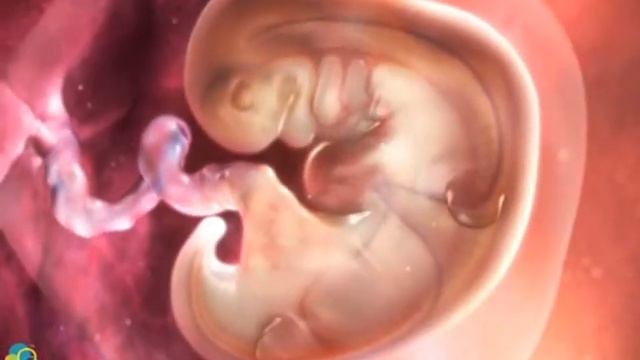 Беременность по неделям, взгляд изнутри (1-9 недели) смотреть онлайн