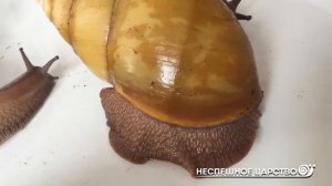 Как ОТЛИЧИТЬ РАСТУЩУЮ улитку ахатину и архахатину ОТ НЕРАСТУЩЕЙ