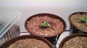 СТЕЛЛАЖИ и ФИТОЛАМПЫ в домашних условиях. Условия, как вырастить красивые цветы