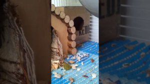 Обустройство в клетке у крысы