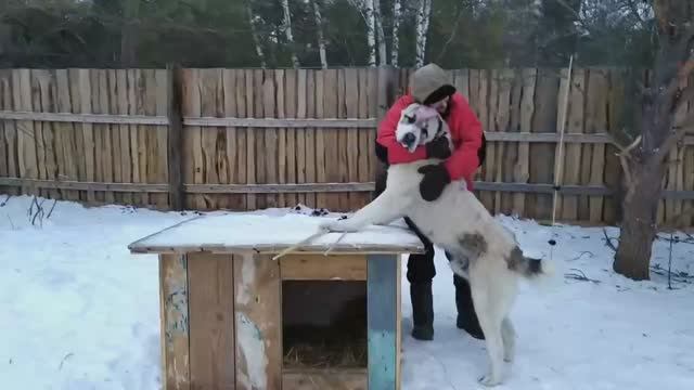 Телята симменталы и малышка алабайка. Пополнение в хозяйстве.