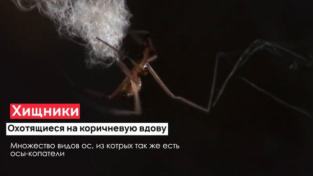 Коричневая вдова паук: Где она обитает и как ее узнать смотреть онлайн