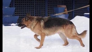 НЕМЕЦКИЕ овчарки и ВЕО в ДОБРЫЕ РУКИ! Москва. Кобели