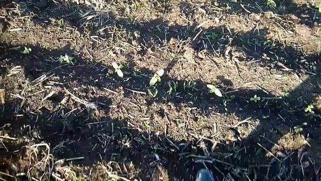 Опрыскивание подсолнечника "Контадор Дуо" от вредителей . смотреть онлайн