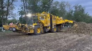 уборка сахарной свеклы 2024