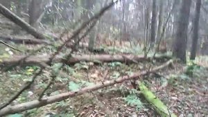 Охота на лося с заподно-сибирскими лайками 2019