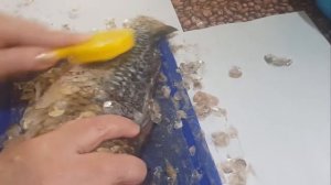 ОГОНЬ!!!! ЛУЧШАЯ РЫБОЧИСТКА С АЛИЭКСПРЕСС. Ссылочка в описании