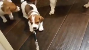 Щенки 🐕Джек Рассел Терьера1,5 месяца. Немного нежности