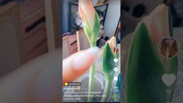 My flowers, my stress-reliever 😊 смотреть онлайн