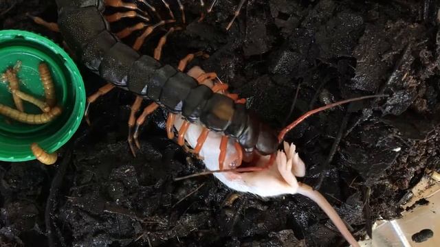 Guizhou Tiger Leg Centipede Eats Pinky Mouse