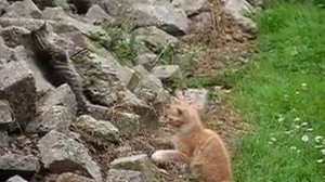 Kittens aan het spelen 08-07-2006