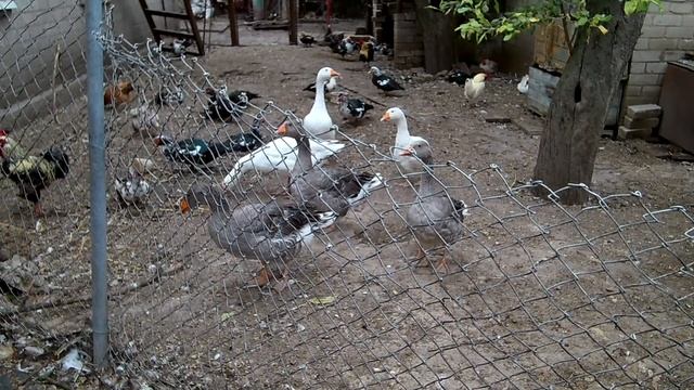 Технология выращивания мускусных уток / Как получить экологически чистое мясо смотреть онлайн