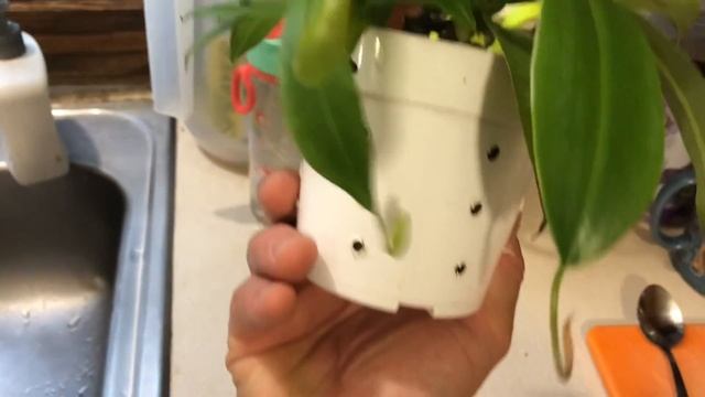 Miltonia sunset, Hoya bella more bloom... and introducing more plants! смотреть онлайн