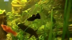 Тритон и аквариумные рыбки