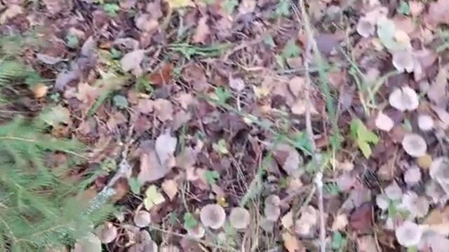 Грибы Мышата, Рядовка Земляная. Лес. Стрые Батеки. смотреть онлайн