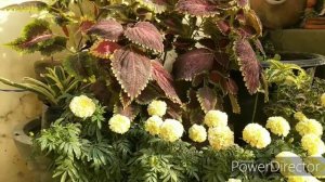 All about Vanilla or White marigold||beautiful winter flower