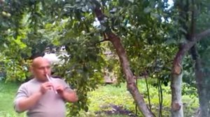 Курай татарский национальный духовой музыкальный инструмент Курай мон'ы