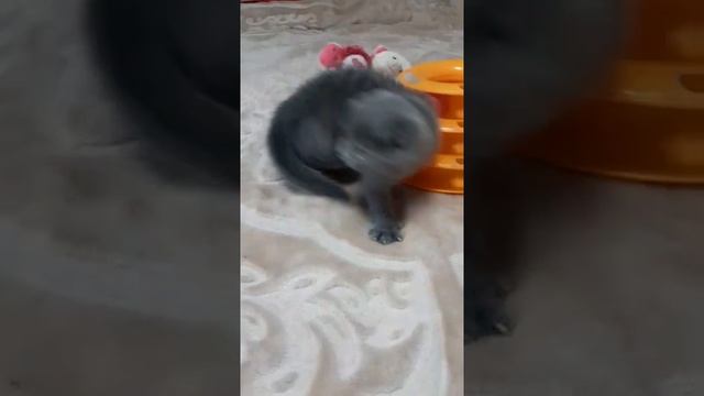 Британец,котенок скоттиш фолд смотреть онлайн