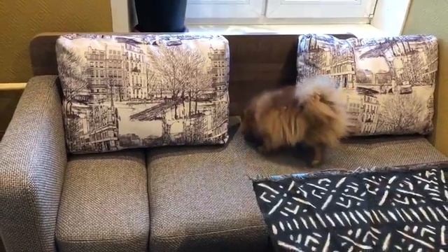 Видео отзыв на кухонные диваны Сити и Феникс смотреть онлайн