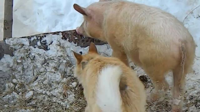 Бывает же такое!собака дружит со свиньей смотреть онлайн