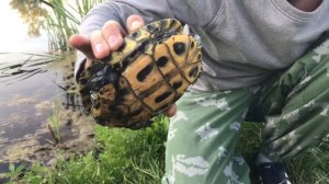 Поймал черепаху на удочку!!!