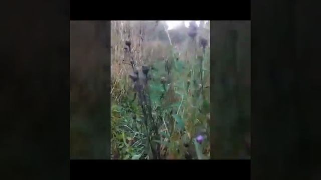 Чертополох. Свойства, применение.