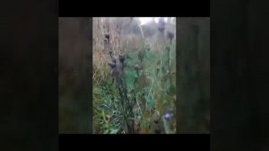 Чертополох. Свойства, применение.