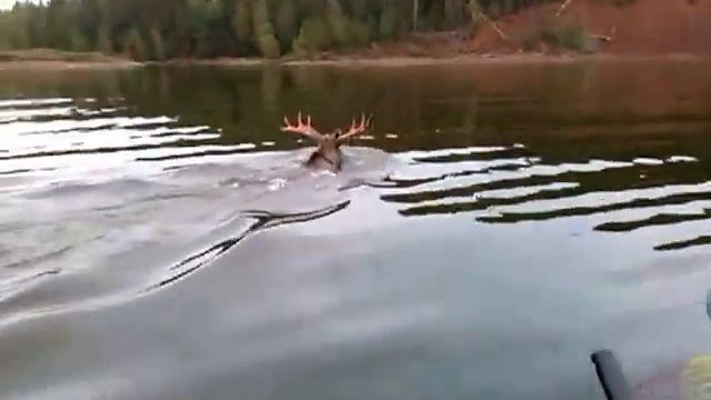 Рыбалка на лося смотреть онлайн