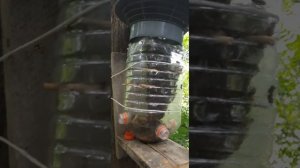 Пчеловодство в бутылке начало @Laznja_Petrovicha @adekvate