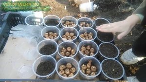 Выгонка крокусов